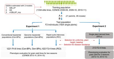 Response to Early Generation Genomic Selection for Yield in Wheat